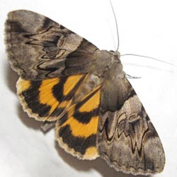 Catocala fulminea Catocala fulminea